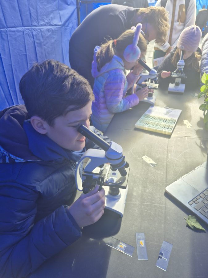 piknik17